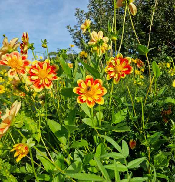 2023 09 16 1046 monet gardens 007 