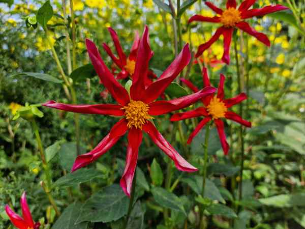 2023 09 16 1046 monet gardens 008 