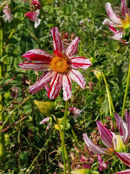 2023 09 16 1105 monet gardens 016 