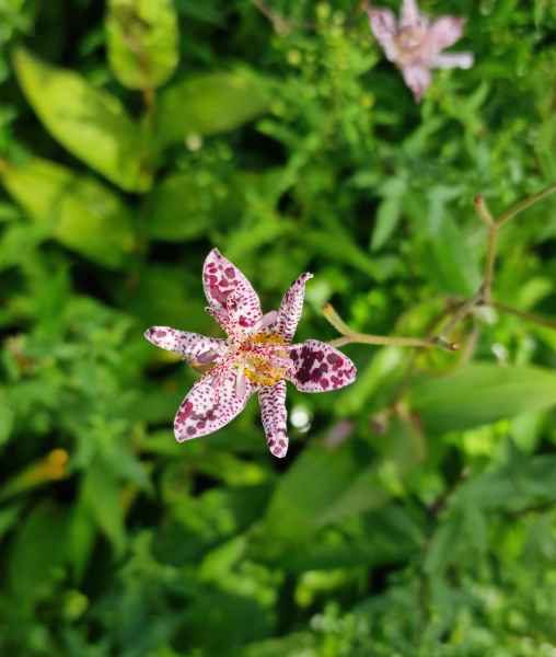 2023 09 16 1122 monet gardens 023 