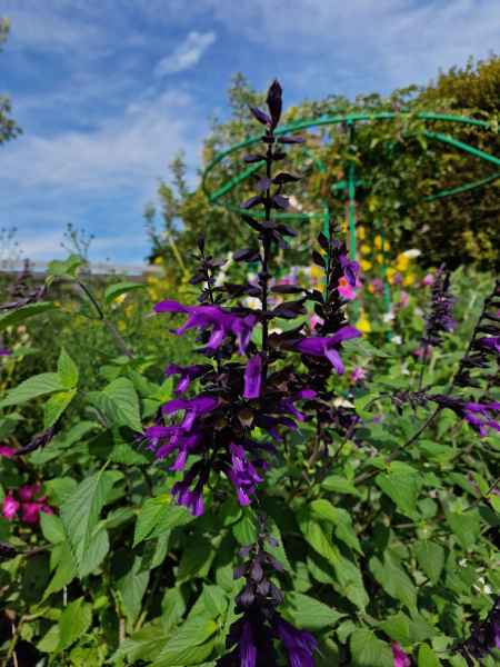 2023 09 16 1135 monet gardens 029 