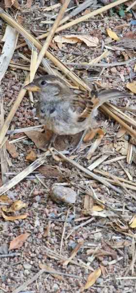 2023 09 09 puy du fou sparrow 014 