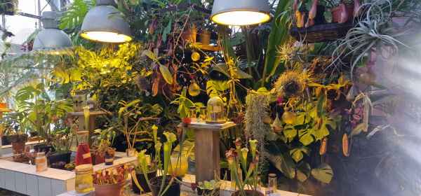 2023 09 13 les machines de l ile nantes plants 025 