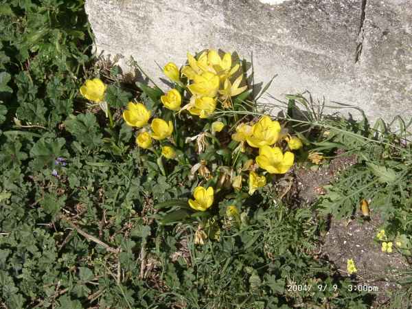 2004 09 09 flowers france goldwing ile d aix la rochelle tremolat 2004 152 jpg