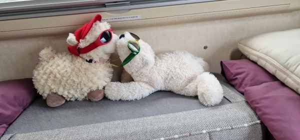 2024 07 27 1729 estersheep zaanse schane 077  2