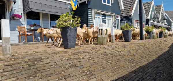 2024 07 30 1519 marken 095  2