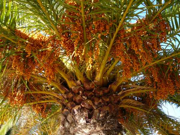 2006 10 03 albufuria algarve 2006 095 jpg