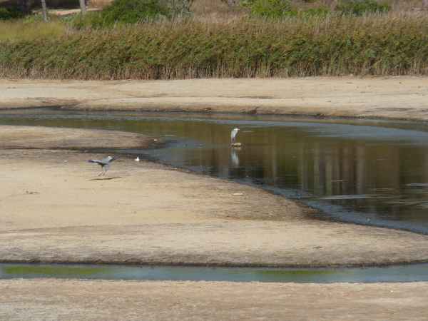 2006 10 04 algarve 2006 birds quarteira 103 jpg