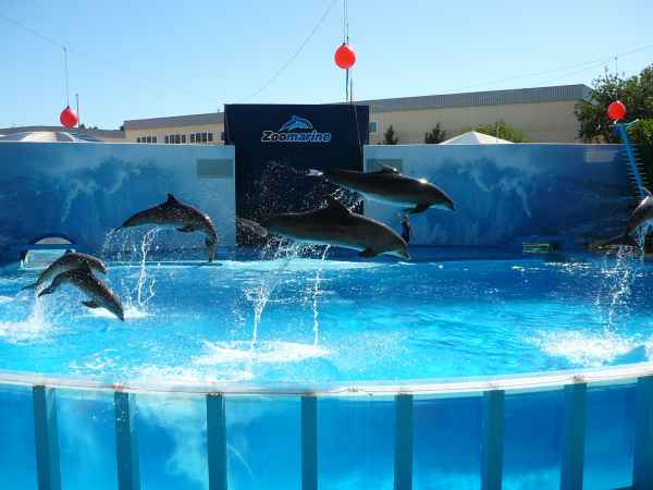 2006 10 05 algarve 2006 dolphins zoomarine 106 jpg