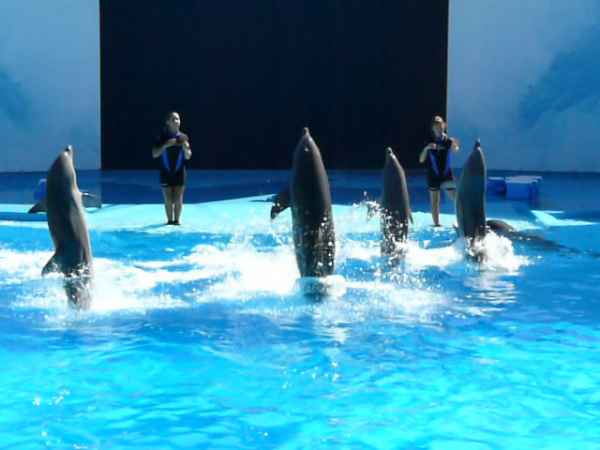 2006 10 05 algarve 2006 dolphins zoomarine 107 jpg