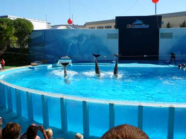 2006 10 05 algarve 2006 dolphins zoomarine 108 jpg