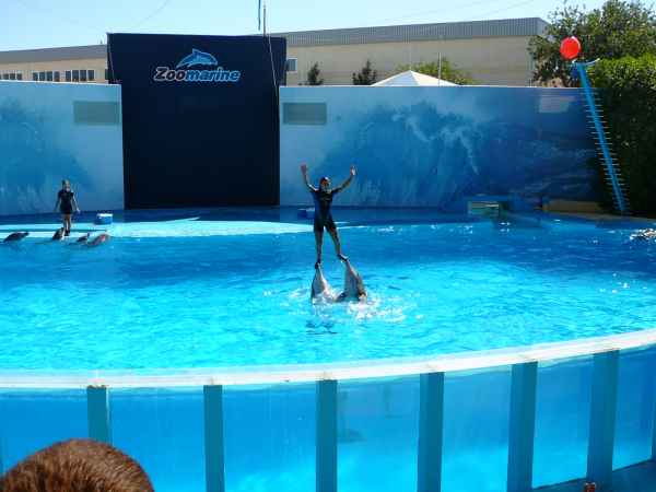 2006 10 05 algarve 2006 dolphins zoomarine 109 jpg