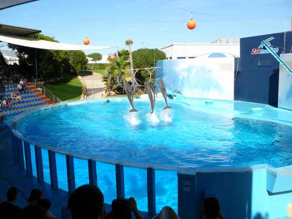 2006 10 05 algarve 2006 dolphins zoomarine 113 jpg
