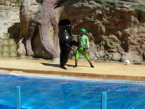 2006 10 05 algarve 2006 seals sealions zoomarine 111 jpg