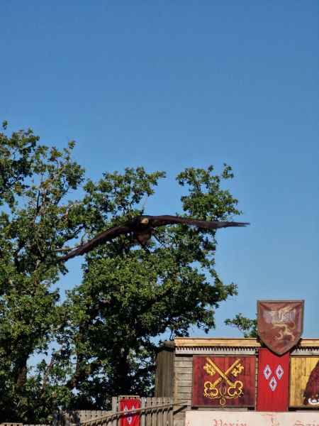  2025 08 08 1037 le bal des oiseaux fantomes puy du fou 127 