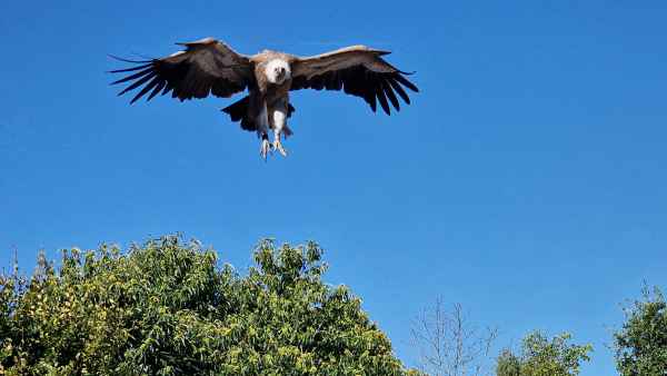  2025 08 08 1038 le bal des oiseaux fantomes puy du fou 037 