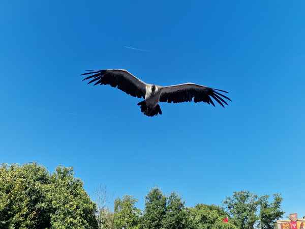  2025 08 08 1039 le bal des oiseaux fantomes puy du fou 130 