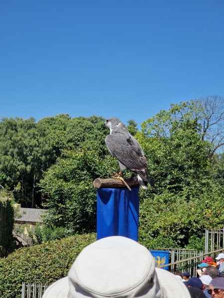  2025 08 09 1437 birds le bal des oiseaux fantomes puy du fou 149 