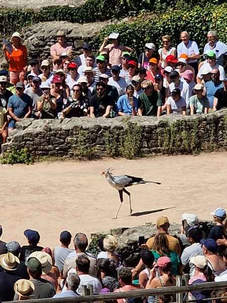  2025 08 09 1441 birds le bal des oiseaux fantomes puy du fou 150 