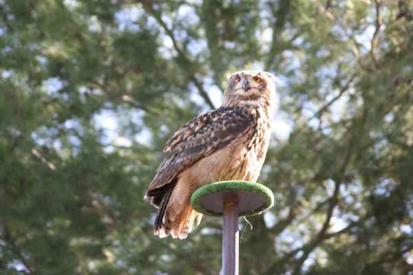 2007 10 11 algarve 2007 birds zoomarine 060 jpg