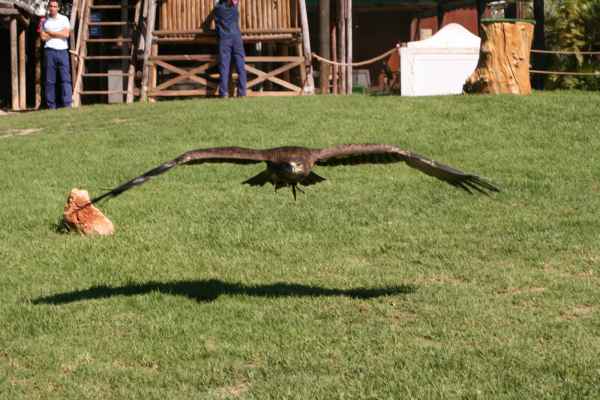 2007 10 11 algarve 2007 birds zoomarine 062 jpg