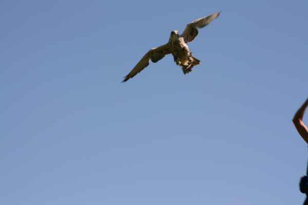 2007 10 11 algarve 2007 birds zoomarine 063 jpg