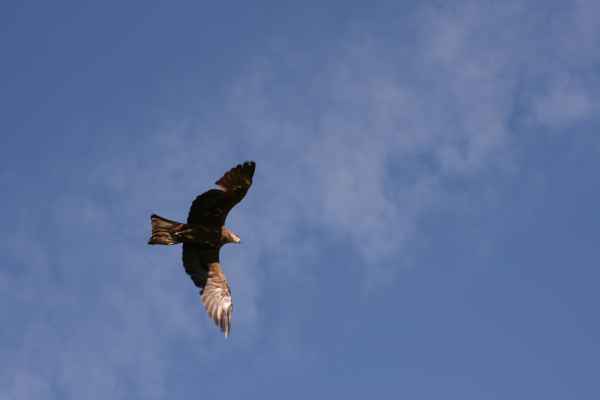 2007 10 11 algarve 2007 birds zoomarine 064 jpg