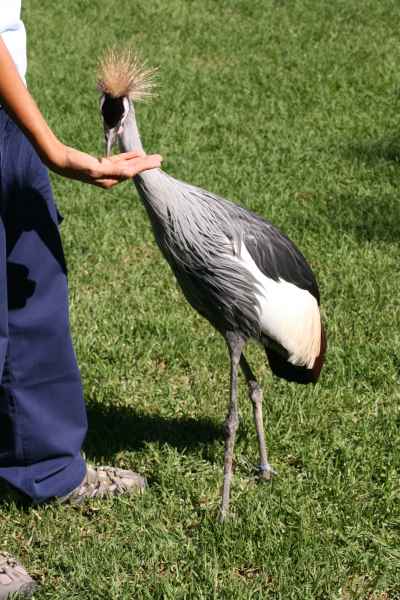 2007 10 11 algarve 2007 birds zoomarine 065 jpg